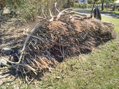 Lantana pile.jpg
